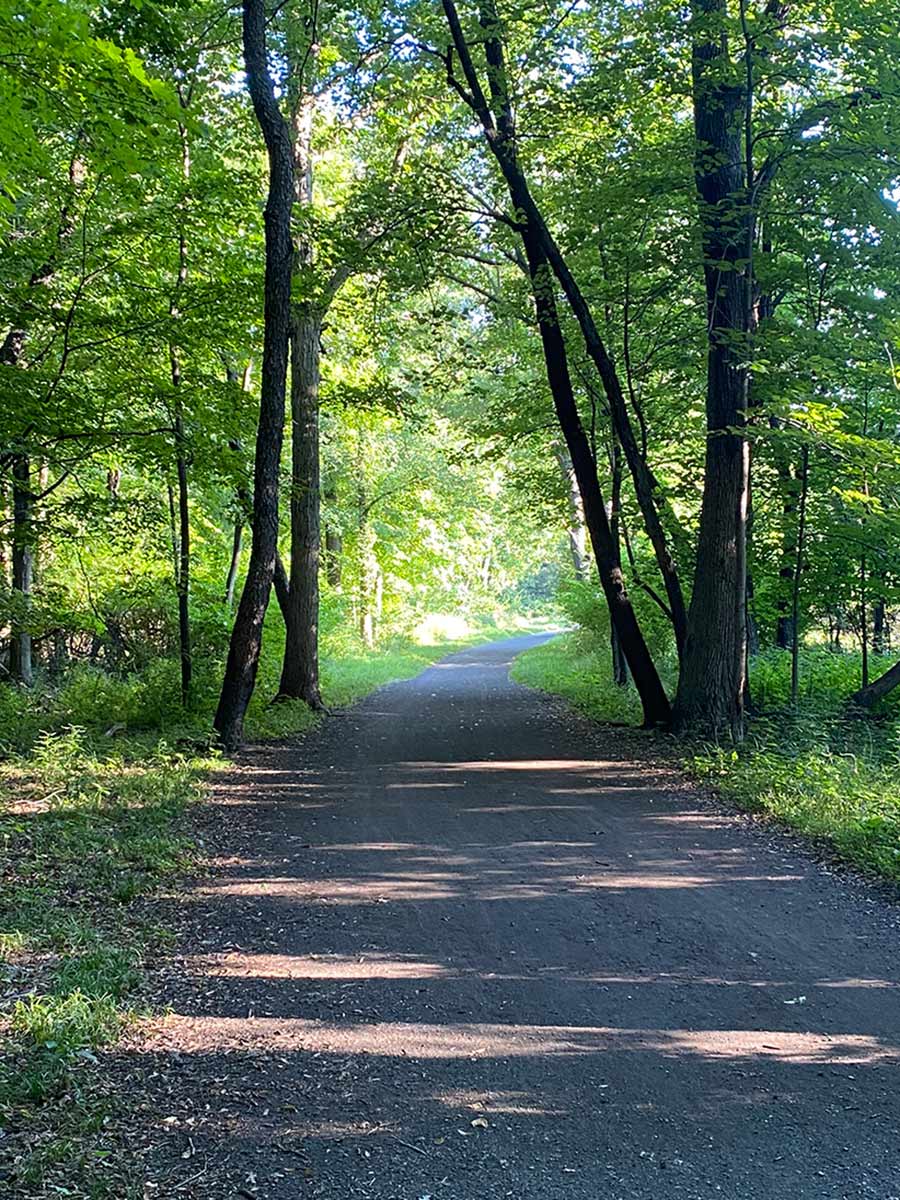 trail in forest