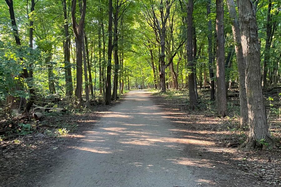 forest trail