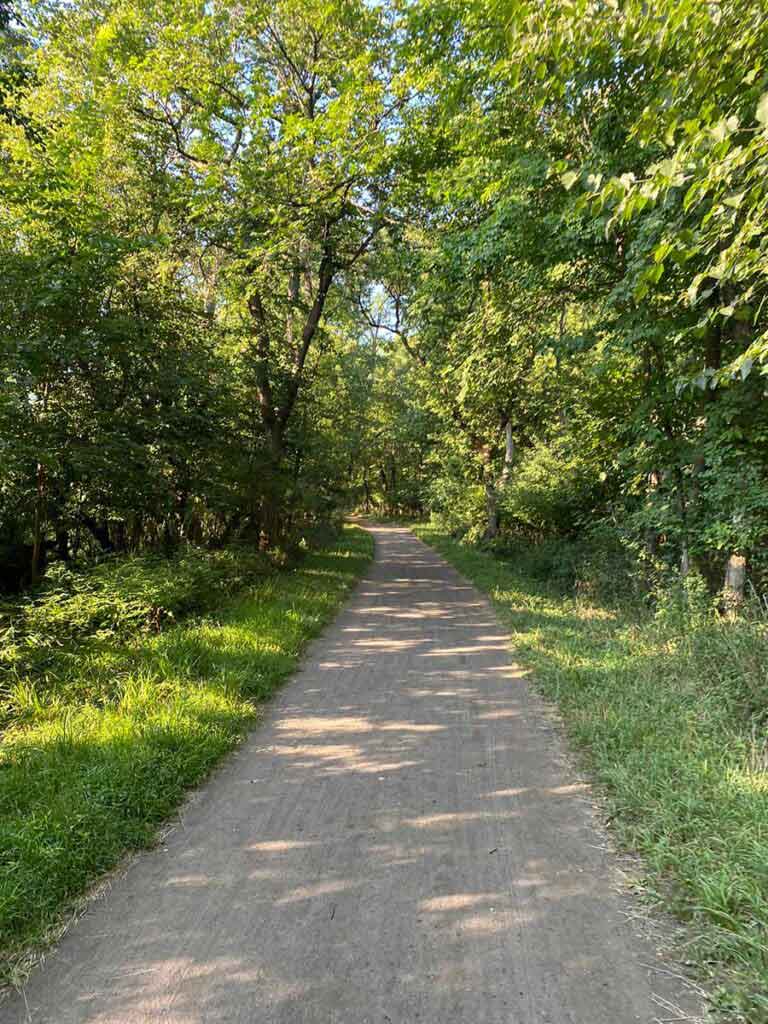 forest trail